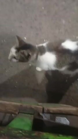 The video shows a brief interaction between a person's hand and a cat. The cat is mostly white with patches of brown and black. The person offers the cat something from their hand, and then pets the cat's head. The interaction takes place outdoors on a rough, grey surface, possibly asphalt or concrete, with some debris scattered around. There is also a wooden structure and some green material visible in the foreground. The lighting is dim, suggesting it may be dusk or nighttime.