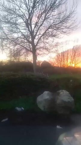 The video shows a view from a car looking out onto a park or green space at dusk or dawn. Two large rocks are visible in the foreground.  Beyond them is a raised area of grass and shrubs.  Bare trees are silhouetted against a colorful sky that is orange and pink near the horizon, transitioning to grey clouds above.  In the distance, several houses are visible. A wet road or path leads towards the houses. The car's hood and windshield reflect the colors of the sky. The camera pans slightly from left to right.