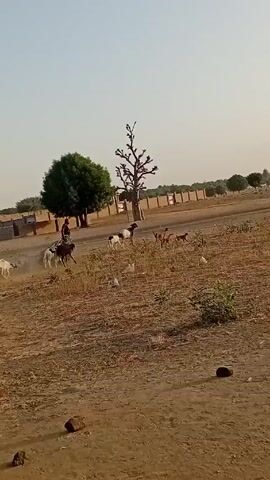 The video shows a man riding a horse through a dry, grassy field, herding a group of goats. Most of the goats are white, but a few have black markings. There are a few trees in the background, as well as a low brick wall. The sky is clear and light. The ground is dry and dusty.