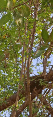 Nature documentation session captures flora and fauna in Venezuelan village