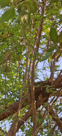 Nature documentation session captures flora and fauna in Venezuelan village