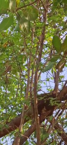 Nature documentation session captures flora and fauna in Venezuelan village