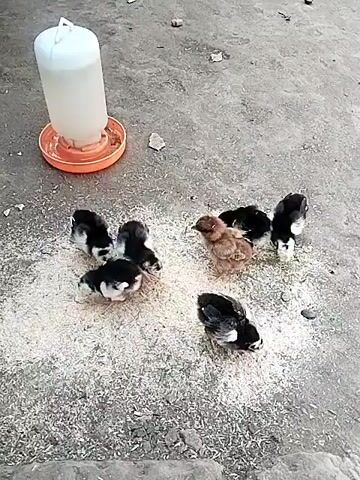 A group of small chicks are gathered around a pile of food on a concrete surface. There is a white and orange chick feeder in the upper left corner of the frame. Most of the chicks are black and white, with one light brown chick in the center of the group. The chicks are pecking at the food. The overall lighting is dim.