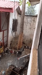 Heavy rain drenches small courtyard with palm tree