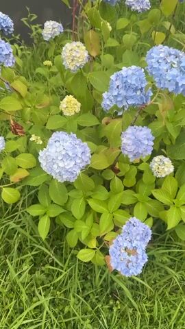 A video shows a close-up view of blooming hydrangeas with some white and yellow blossoms mixed in. The camera pans across the bushes, capturing the flowers and their green leaves. In the background, a dark, textured surface, possibly a wall or fence, is visible, along with some grass. The lighting suggests it is daytime, and the overall impression is of a garden or outdoor setting.