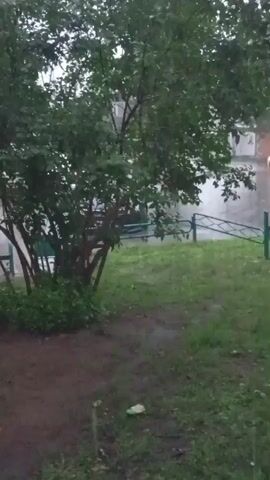 This video captures an outdoor scene, likely in a residential area of Orenburg, Russia, during what appears to be a rainy or overcast day. The primary subject is a medium-sized tree with dense green foliage. Its branches are visible, some dark and bare, others covered in leaves. The ground in front of the tree is a mix of dirt and grass, appearing wet and muddy, further suggesting precipitation. A green metal fence runs horizontally across the middle ground of the frame.

In the background, a building, likely an apartment complex, is partially visible behind the tree, with windows and brickwork suggesting its structure. Beyond the fence and grass, a wet asphalt surface is visible, possibly a road or courtyard, with what looks like a parked car. The overall atmosphere is muted and damp, typical of rainy weather. The lighting is soft and diffused, indicating it is either early morning, late afternoon, or simply a heavily overcast day. There is no visible text in the video. The scene evokes a sense of quiet, perhaps even slightly melancholic, due to the rain and the subdued colors.