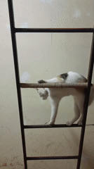 Calico cat climbs ladder, rests on tiles in Viadana home