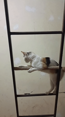 Calico cat climbs ladder, rests on tiles in Viadana home