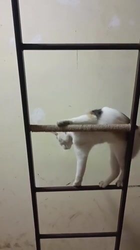 Calico cat climbs ladder, rests on tiles in Viadana home