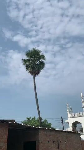 A video displays a tall palm tree against a cloudy sky. To the right, a white building with minarets, possibly a mosque, is visible. In the foreground, a brick building with a tin roof can be seen. The camera pans slightly to the right, revealing more of the mosque's architecture and the sky. There are no people or animals clearly visible in the footage.