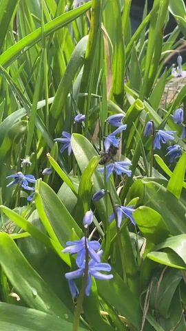 The video shows a close-up of small blue flowers surrounded by green leaves. A bee is seen flying around and landing on the flowers, presumably collecting pollen. The scene is brightly lit and appears to be outdoors.