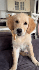 Golden retriever puppy plays with toy on couch in Netanya