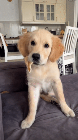 Golden retriever puppy plays with toy on couch in Netanya