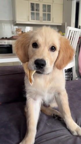 Golden retriever puppy plays with toy on couch in Netanya