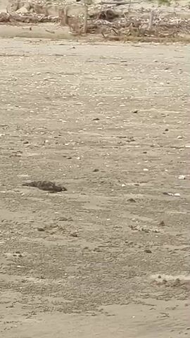 This is a close-up, low-angle, static shot of a sandy beach. The sand is a light brown color and appears to be a mix of sand and small pebbles or shells. In the foreground, there are numerous small, circular mounds of sand, possibly made by crabs. In the middle ground, there is a dark, elongated object lying on the sand. It is difficult to identify precisely due to the low resolution and distance, but it could be a piece of debris, seaweed, or a deceased animal. In the background, there is a line of debris, including what appear to be branches or logs, and some indistinct vertical structures. The lighting suggests it is daytime, possibly overcast. The overall scene is desolate and unremarkable.