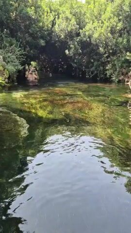 The video shows a body of clear water with lush green trees overhanging the edges. Several people are in the water. In the foreground, a man is standing waist-deep in the water, holding a smartphone and taking a picture. Further back, other individuals are visible in the water, some appearing to swim or relax. The water is shallow enough in places for people to stand. The bottom of the water body is visible, covered with aquatic plants. The overall scene suggests a natural, outdoor setting, possibly a river or a natural pool, enjoyed by people on a sunny day.