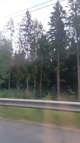 The video shows a view from a moving vehicle, looking out at a roadside scene. On the left, there is a silver metal guardrail running horizontally across the bottom of the frame. Beyond the guardrail, there is a grassy area with some undergrowth. Further back, a dense forest of tall pine trees dominates the landscape. The trees are dark green and appear to be very close together. The sky above is overcast with gray clouds. A tall, slender utility pole is visible in the center of the frame, also surrounded by trees. The vehicle appears to be moving at a moderate speed, causing the trees and scenery to blur slightly. There are no people visible in the video.