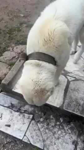 A medium shot shows a large, white, short-haired dog with a thick dark collar. It is standing in a dirty outdoor area on and next to a white, blocky, possibly concrete object. The dog sniffs at the ground before looking up to the camera. A person wearing gray pants and black sneakers is standing beside the dog.
