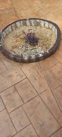 The camera points down at a circular garden in the center of a tiled patio. The garden has a dark-rimmed border with white-painted bricks as interior reinforcement. The ground of the garden is covered in sand, dirt, and small rocks. A small purple plant grows in the center of the garden. A gray shoe enters the lower-left frame.