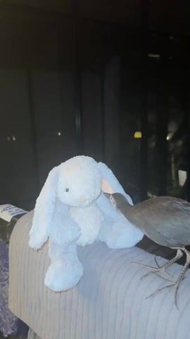 A bird is pecking at a plush bunny rabbit. The bird is mostly brown in color, with very spindly legs. The rabbit is a light greyish white and is sitting on a grey fabric surface. In the background is a dark window with some lights visible in the distance. The scene is lit well enough to easily distinguish the subjects.