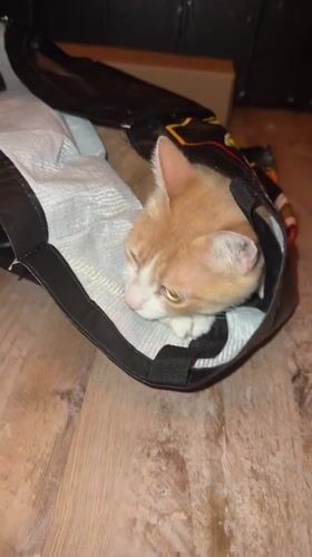 Cat in a bag, grilled sandwiches — a quiet Friday evening in Wattrelos