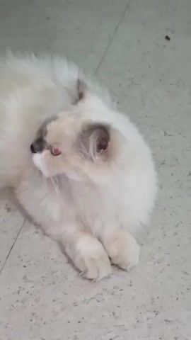 A white cat with gray markings on its face and ears is lying down on a speckled gray floor. The cat is in the process of yawning, with its mouth wide open and its tongue visible. Its eyes are closed. In the background, there is a small brown object on the floor. The video also briefly shows a corner of a dark object, likely a phone, in the foreground.