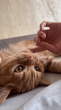 Orange tabby cat in a relaxed morning mood, Kommunarka