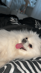 Small white dog photographed with tongue out in Klin