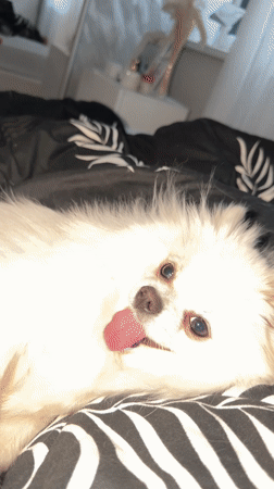 Small white dog photographed with tongue out in Klin