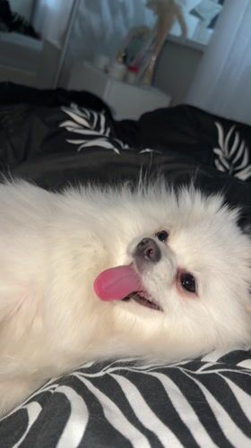 Small white dog photographed with tongue out in Klin
