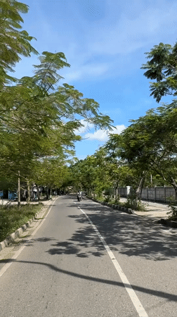 Morning commute captured on tree-lined road in Indonesia