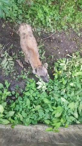 A hyena stands in a grassy, earthy environment, facing downward and slightly left. The camera is positioned directly above the hyena. The hyena has a light brown and spotted coat with a darker grey face and neck. It is surrounded by lush green plants and some bare patches of dirt. A grey concrete border is visible at the bottom of the frame. The animal appears still and observant.