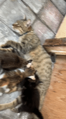 Cat nurses three kittens on tiles in North Kuta