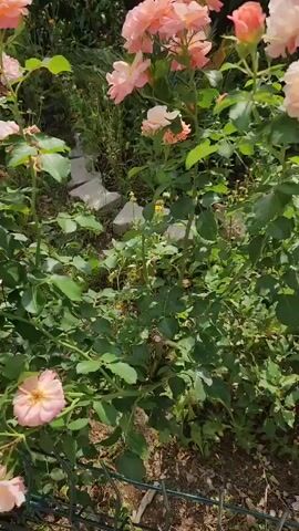 A close-up shot captures a cluster of pale pink roses in a garden. The camera then pans to the right, revealing more roses and green foliage, with a metal fence in the foreground. The scene transitions to a wider view of the rose bushes, showing them in full bloom, interspersed with green leaves and some wilting flowers. The camera continues to pan right, encompassing the garden and a section of a building in the background, with a paved path on the right. The video concludes with a view of the rose garden and the adjacent surroundings, including a building and a path, with the camera positioned slightly higher.