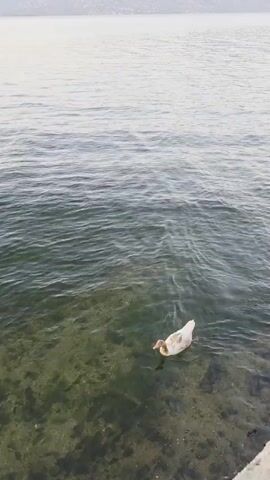 The video shows a tranquil scene at a body of water, likely a lake or calm sea, with a mountainous landscape in the background. The water is clear, revealing the rocky, algae-covered bottom near the shore. Two young swans, with downy grey and white feathers, are swimming close to the edge. One swan is slightly ahead of the other, both gracefully gliding through the water. The overall impression is one of peace and natural beauty. The lighting suggests it is either early morning or late afternoon, with a soft, diffused light bathing the scene. The atmosphere is calm and serene, with no sound other than the gentle lapping of water. The location, Milas, Turkey, hints at a Mediterranean setting, known for its natural beauty and historical sites. There is no visible text in the video.