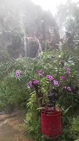 A natural waterfall flows down a moss-covered rock face. The water is misty and partially obscured by the surrounding lush green foliage. In the foreground, a pathway made of wood and stone leads towards the waterfall. Purple flowers are in bloom, adding a splash of color to the scene. A red decorative lantern sits on the right side of the path.