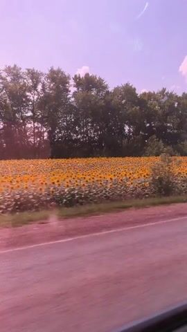 The video shows a view from a moving vehicle, possibly a car or bus, looking out the window. The scene outside features a vast field of sunflowers stretching into the distance, bordered by a line of trees and a light pink-tinted sky with scattered clouds. In the middle ground, a yellow traffic sign with a red circle and a diagonal line across a black symbol is visible, indicating a prohibition, though the specific symbol is unclear. The foreground consists of a pinkish road surface, suggesting the vehicle is traveling alongside it. The overall effect is a somewhat dreamlike or filtered aesthetic due to the color tint.