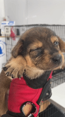 Animal care facility and street food operations documented in Vietnam