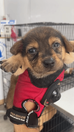 Animal care facility and street food operations documented in Vietnam
