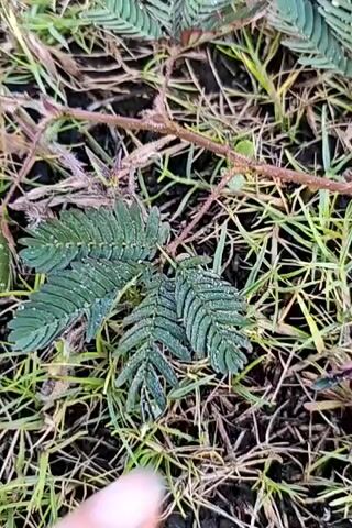 A person's finger is shown in close-up, touching the leaves of a plant. The plant's leaves are green and feathery, and appear to be folding inward as the finger makes contact. The plant is growing in a patch of grass and dirt.