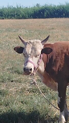 This media file captures a close-up, vertically oriented shot of a brown and white cow standing in a dry, grassy field. The cow is facing towards the right side of the frame, with its head lowered. It has short, curved horns and is wearing a purple halter around its muzzle, connected to a rope that trails out of frame. The cow's fur is a mix of brown and white, with the brown concentrated on its back and head, and white on its face and legs.

The background is a blurred expanse of dry, yellow-brown grass, suggesting a sunny, possibly arid environment. On the far left of the frame, a line of green foliage, possibly trees or bushes, stretches into the distance, creating a visual boundary. The lighting suggests it is daytime, likely late morning or afternoon, with bright sunlight casting shadows. The overall mood is peaceful and pastoral, with the cow appearing calm and relaxed.

No text is visible in the media file. The scene is characteristic of a rural setting, possibly a farm or pasture in Qızılgunde, Uzbekistan. The activity taking place is simply the cow standing and grazing or resting in the field. The notable details include the cow's breed characteristics (short horns, coloration), the halter and rope, the dry grassy environment, and the green foliage in the background.