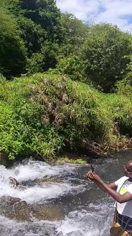 The video depicts a group of people wading through a shallow, rocky stream. Lush green vegetation lines the banks, providing a natural backdrop. Several individuals stand in the water, some interacting and posing for photos, while others appear to be assisting a man in a blue and white checkered shirt. He is using his hand to brace himself on the rocks at the edge of the bank. Another man in a black t-shirt offers assistance. The sky is visible above the trees, suggesting a bright, outdoor setting. The overall scene is one of leisure and group activity in a natural environment.