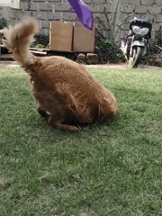Golden Retriever plays joyfully on lawn in Nairobi