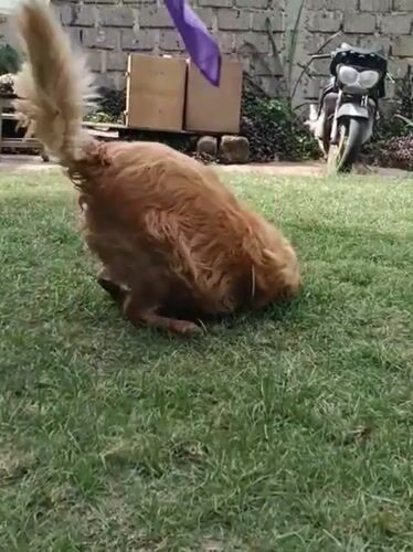 Golden Retriever plays joyfully on lawn in Nairobi