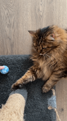 Fluffy tabby cat lounges and plays in a Kyiv apartment