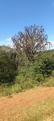 The camera pans across a natural landscape on a sunny day. The ground is a mix of reddish-brown dirt and green grass. There are various trees and bushes. The sky is blue with a few white clouds. A voice speaks in the background.