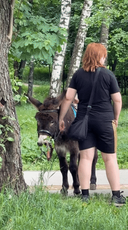 Donkey rides and go-karts entertain visitors in Malakhovka park