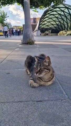 The video begins with a close-up shot of a tabby cat lying on a paved sidewalk. The cat is looking to its right, with its paws tucked underneath its body. The background shows a street scene with a tree, a lamppost, and a modern building with a geodesic dome-like structure. In the distance, several people are walking on the sidewalk. The video is shot in natural daylight, and the overall atmosphere is calm and relaxed. The camera is at ground level, focusing on the cat. The video progresses with subtle movements of the cat's ears and slight shifts in its body posture, but the main subject remains the cat in its resting position. The background elements provide context to the urban environment without distracting from the feline subject. The light and shadows suggest it is daytime, possibly late afternoon or early morning.