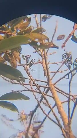 The video captures a close-up view through binoculars of a small bird perched on a tree branch. The bird is facing to the right, its body mostly obscured by the leaves and branches of the tree. Its head is visible and appears to be light-colored. The leaves of the tree are green and some have holes in them, suggesting insect damage. The background is a clear blue sky. The camera is zoomed in, giving a detailed view of the bird and its immediate surroundings.