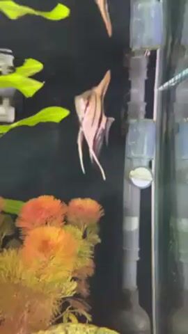 The video shows an aquarium. An angelfish with black stripes swims in the tank, and is the main focus of the shot. There are artificial green and orange plants in the tank, and a water filter. The background is a dark color.
